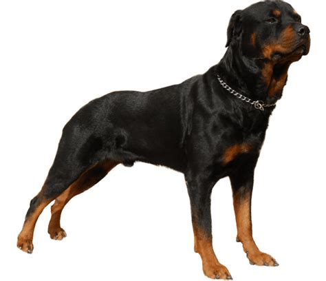 Rottweiler - Dog Breed Health, History, Appearance, Temperament, and ...