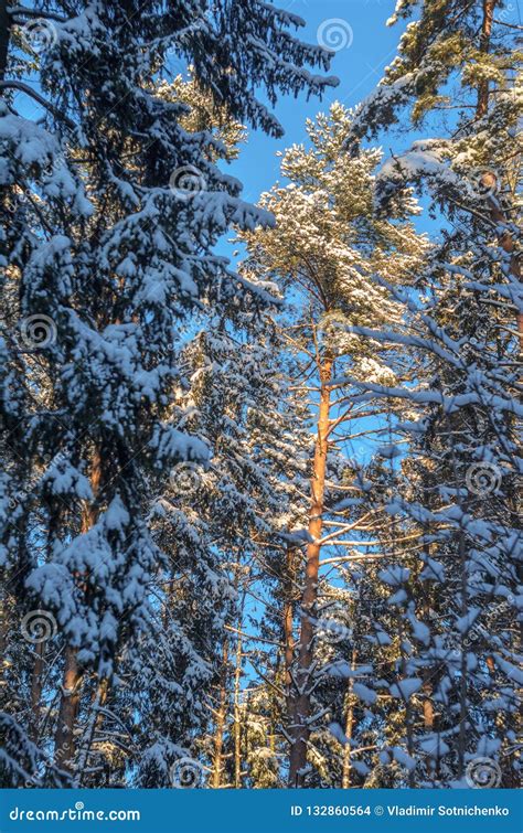 Snowy Fir Trees on Blue Sky Background Stock Photo - Image of cold, fresh: 132860564