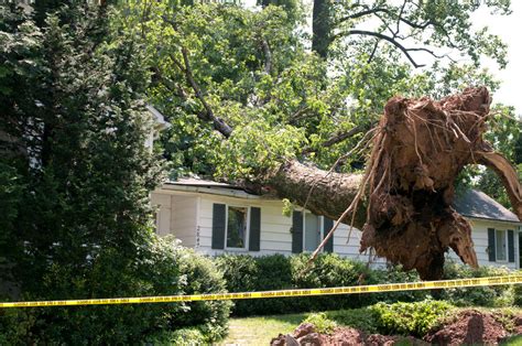 Tree Hazards That May Damage Your Property - Keil Tree Experts, Inc.