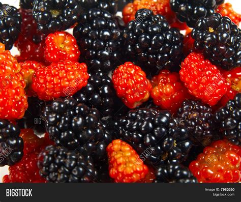 Wild Berries Image & Photo (Free Trial) | Bigstock