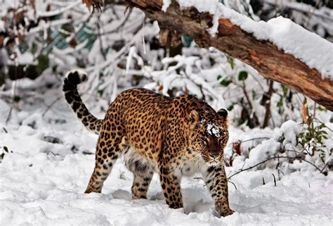 Stunning visuals of snowfall in Kashmir - Indiatimes.com