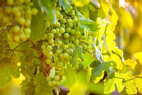 Whites Grapes (Pinot Blanc) in the Vineyard during Sunrise. Stock Photo - Image of closeup, leaf ...