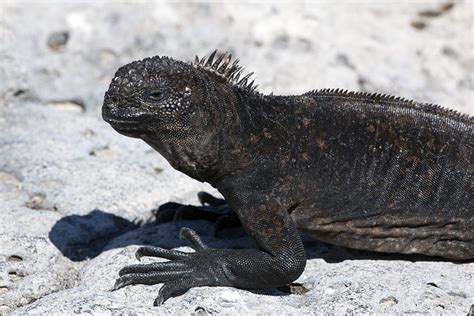 Baby Marine Iguana | Flickr - Photo Sharing!