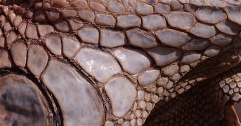 Reptile Scales Texture