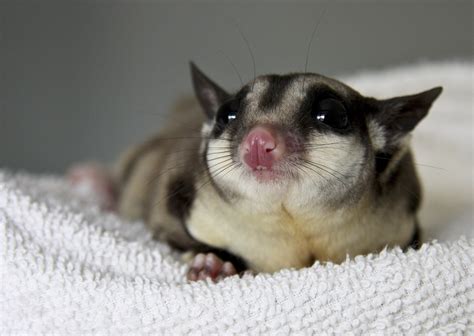 Sugar Glider Breeding