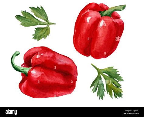 watercolor drawings of red peppers on a white background Stock Photo - Alamy