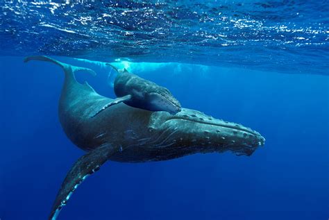 Norwalk Aquarium’s ‘Humpback Whales’ film makes it feel like you’re ...