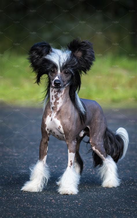 Chinese Crested Dog Breed. | High-Quality Animal Stock Photos ~ Creative Market