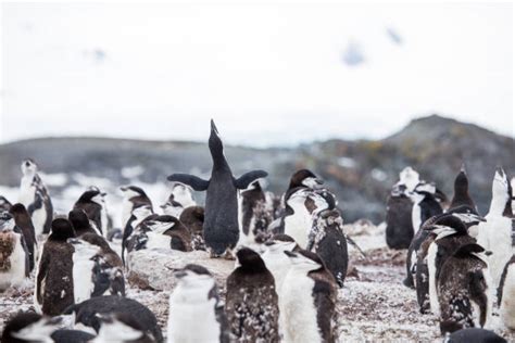 Macaroni Penguins Antarctica Stock Photos, Pictures & Royalty-Free ...