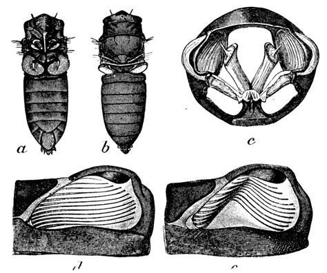 EB1911 cicada tymbal structure - Tymbal - Wikipedia | Cicada, Species, Insects