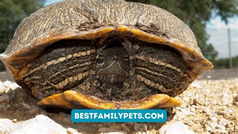 Do Turtles Hibernate? - The Ultimate Guide - Best Family Pets