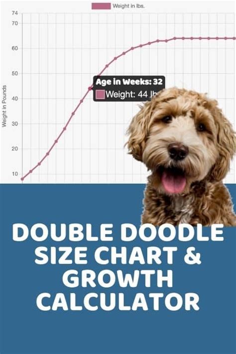 Double Doodle Size Chart With 5,000+ Weight Data Points