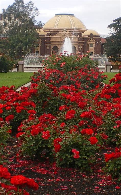 Exposition Park Rose Garden | Luxury garden, Garden design, Vegetable ...