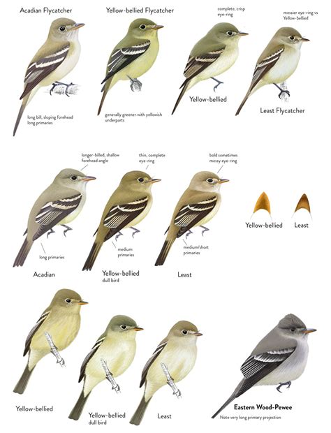 Surfbirds - Identification Articles