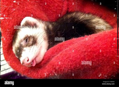 Sleeping Ferret Stock Photo: 310851421 - Alamy