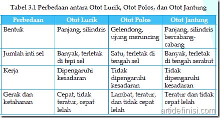 Jelaskan lima perbedaan otot polos, otot jantung, dan otot lurik dalam ...