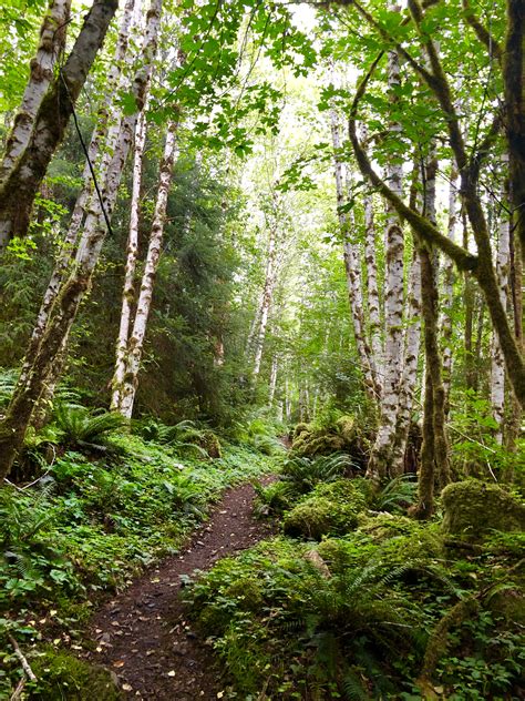 Backpacking the Hoh River Trail - Grey Otter OUTventures®