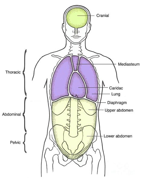 Illustration Of Anterior Body Cavities Photograph By Science Source 1206 | The Best Porn Website