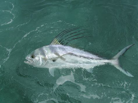 Roosterfish