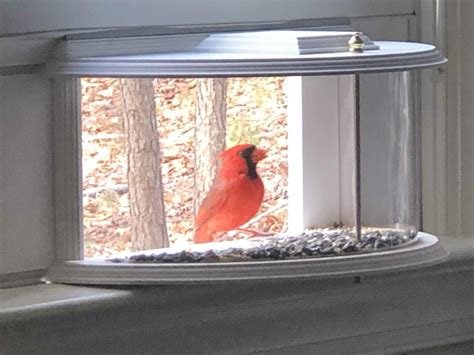 This Unique Indoor Bird Feeder Installs Right In Your Window Sill