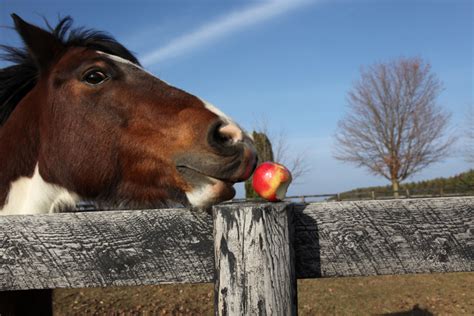 Do Horses Eat Cooking Apples or Are They Toxic? [Fast Guide]