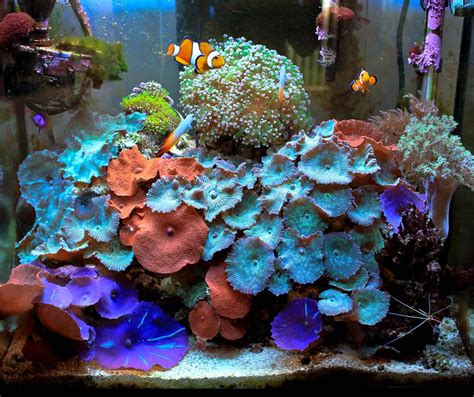 Look at those mushrooms!!! naturalwonders - 2011 Featured Nano Reefs - Featured Aquariums ...