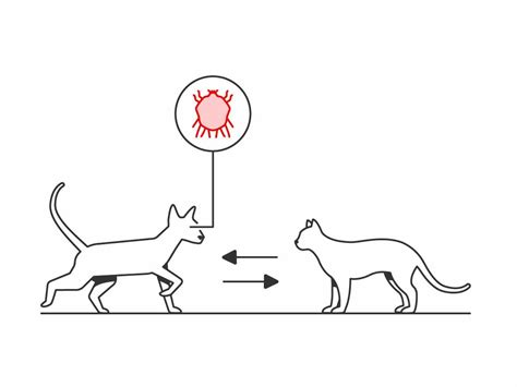 How External Parasites Affect Your Cat's Skin | Royal Canin US