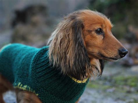 Dog coat knitting pattern - Saga