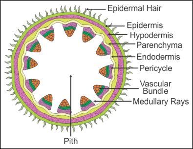Draw a cross-section of the dicot stem and label the following parts in ...