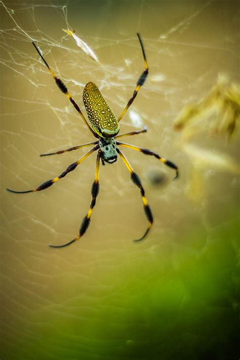 Golden Silk Orb-weaver Spider wallpapers, Animal, HQ Golden Silk Orb ...