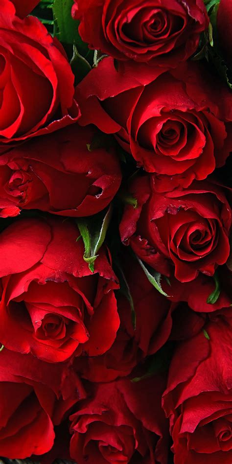 Rose, fresh, red flowers, 1080x2160 wallpaper | Red flower wallpaper, Red roses wallpaper, Rose ...