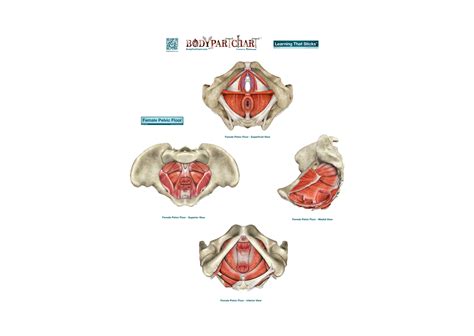 Female Pelvic Floor - Large Body Part Chart Removable Wall Graphic ...