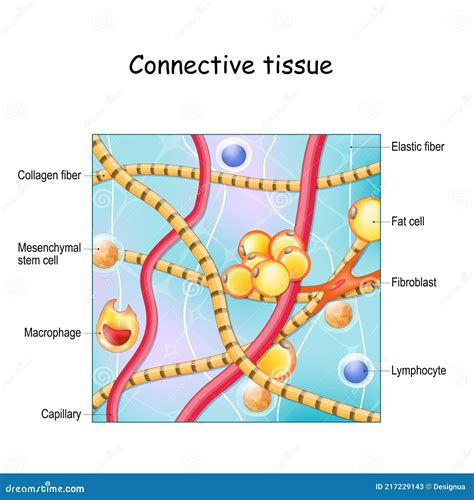 Connective Tissue. Structure and Anatomy Stock Vector - Illustration of elastic, lymphocyte ...