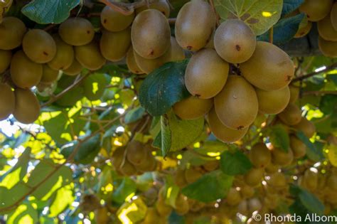 Kiwifruit Country: Behind the Scenes at a New Zealand Kiwi Fruit Farm