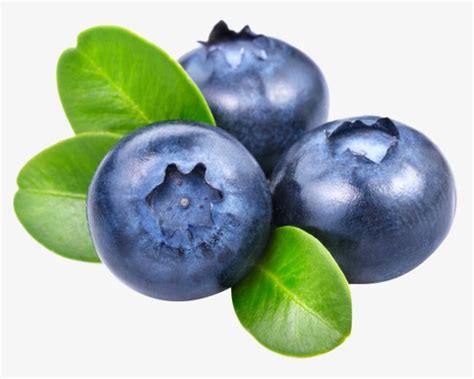 Blueberry Con Hojas, Frutas, La Recolección De Frutas PNG, Arándanos ...