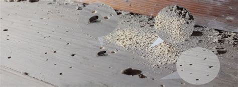 Signs of Woodworm | How to Identify Woodworm