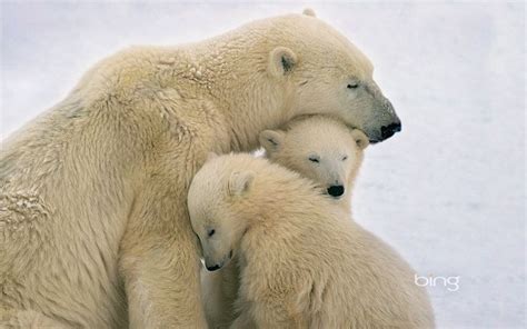 Amor en familia | Osos polares, Animales asombrosos, Imagenes de animales