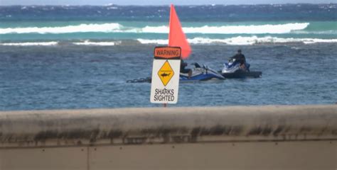 Shark warning signs still up at Kaimana Beach after shark encounter - KTVZ