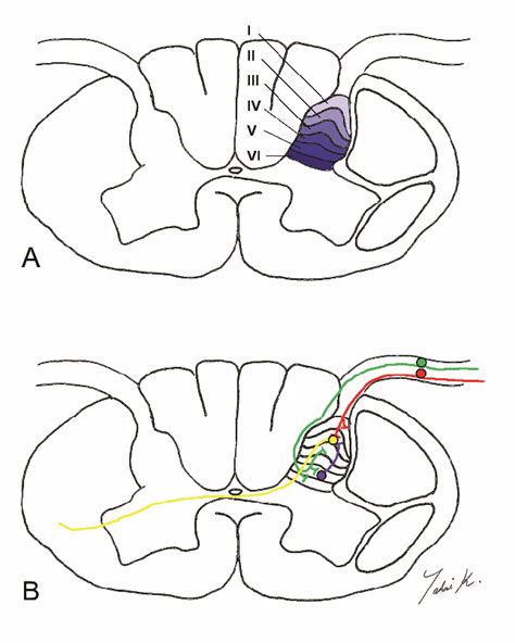 Illustrations showing the anatomy of the posterior horn (A) and primary... | Download Scientific ...