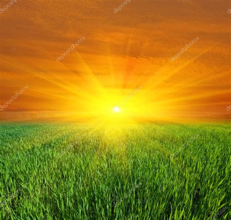 Sunset over green field — Stock Photo © pklimenko #5555591