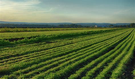 Pine Island Farm Photograph by Eleanor Bortnick - Pixels