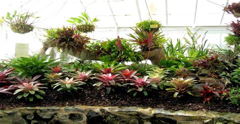 How to take care of your indoor Bromeliads – Bromeliad Society of New ...