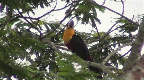 Channel-billed Toucan - YouTube