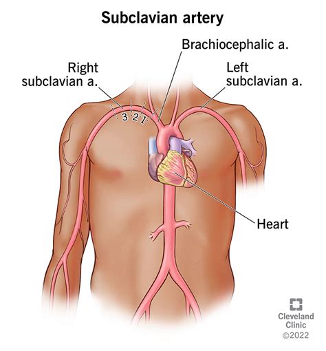 Subclavian Artery: Location, Anatomy & Function