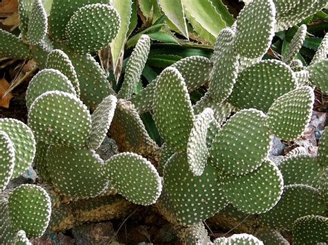 Desert Plants | Plants