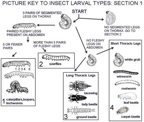 Recognizing Insect Larval Types | Entomology