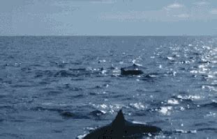 Dolphins Free Swimming GIF - DolphinsFree Swimming Ocean - Discover ...