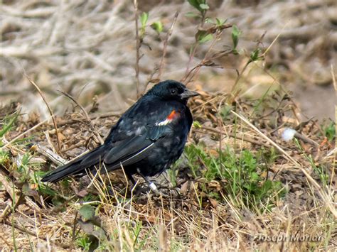 Tricolored Blackbird | BirdForum