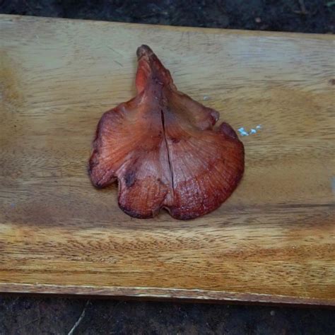 Beefsteak mushroom tastes like red meat. This wild edible mushroom was found foraging. [Video ...