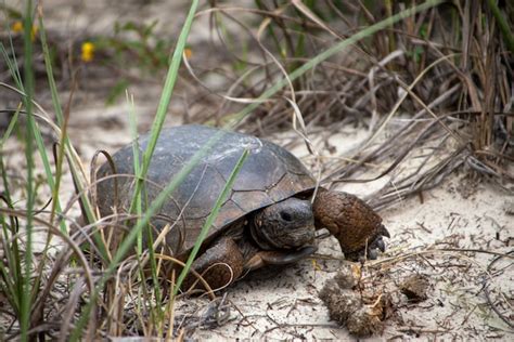 4 Must-See Wildlife Hotspots on the Space Coast - Space Coast Daily